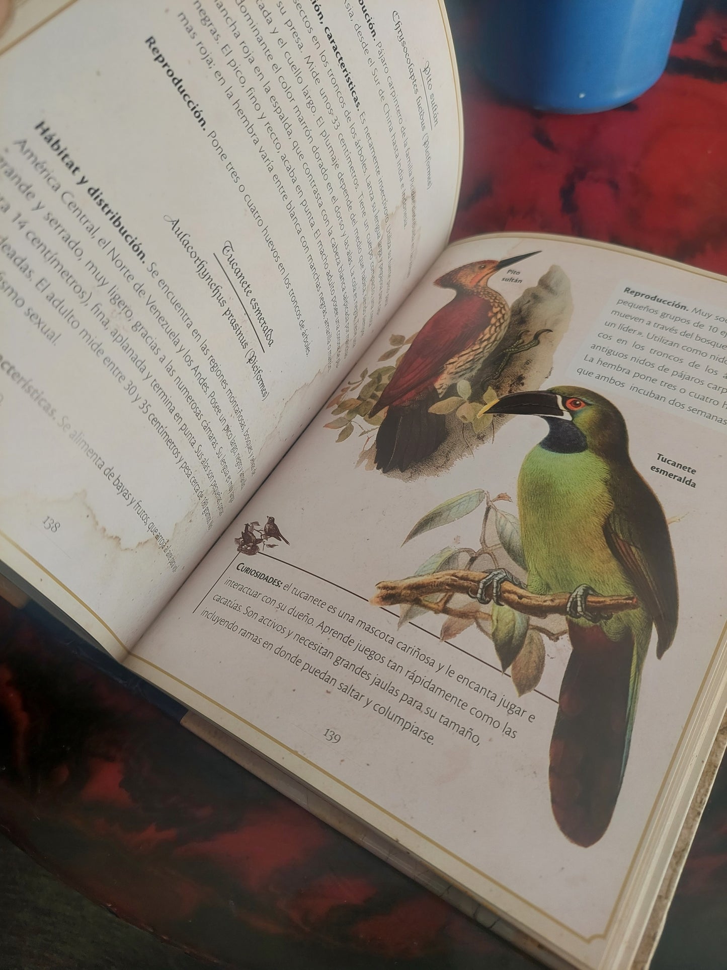 Pájaros singulares - Clara Svetoslava