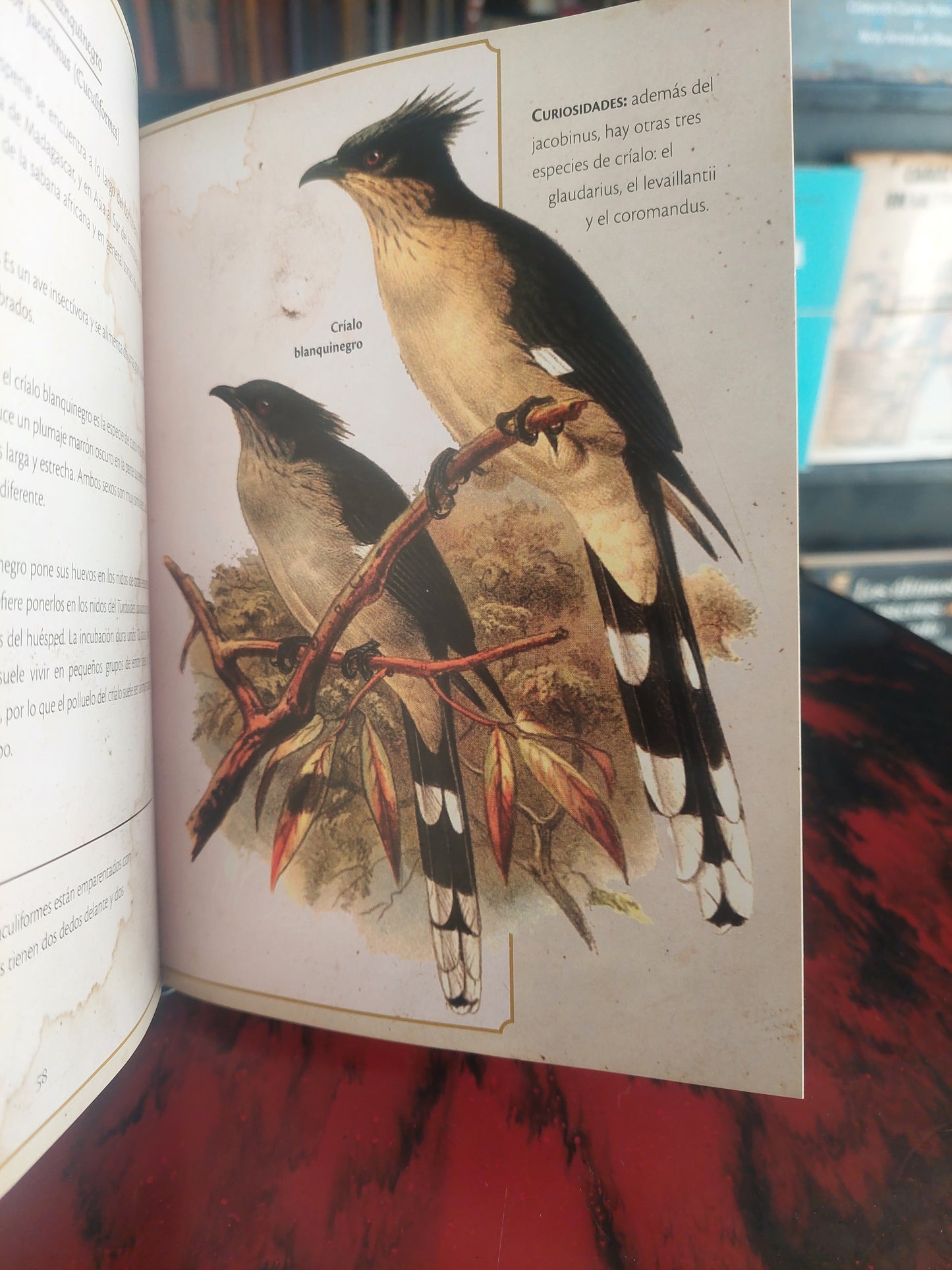 Pájaros singulares - Clara Svetoslava