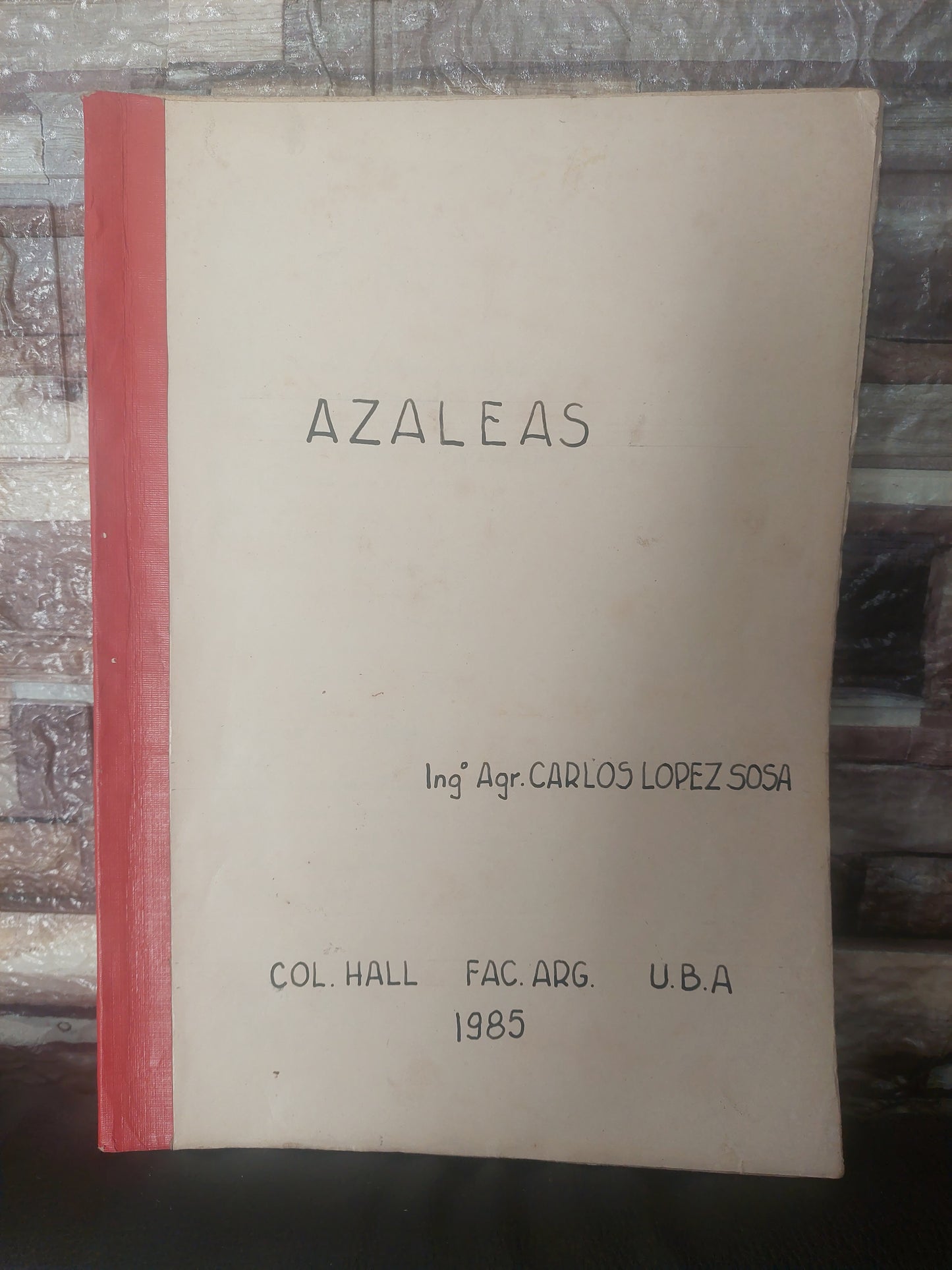 Azaleas - ING Agr Carlos López Sosa