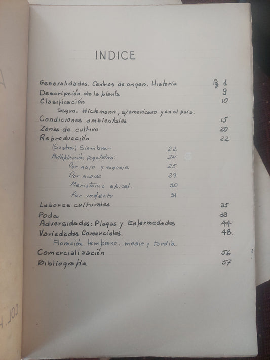 Azaleas - ING Agr Carlos López Sosa