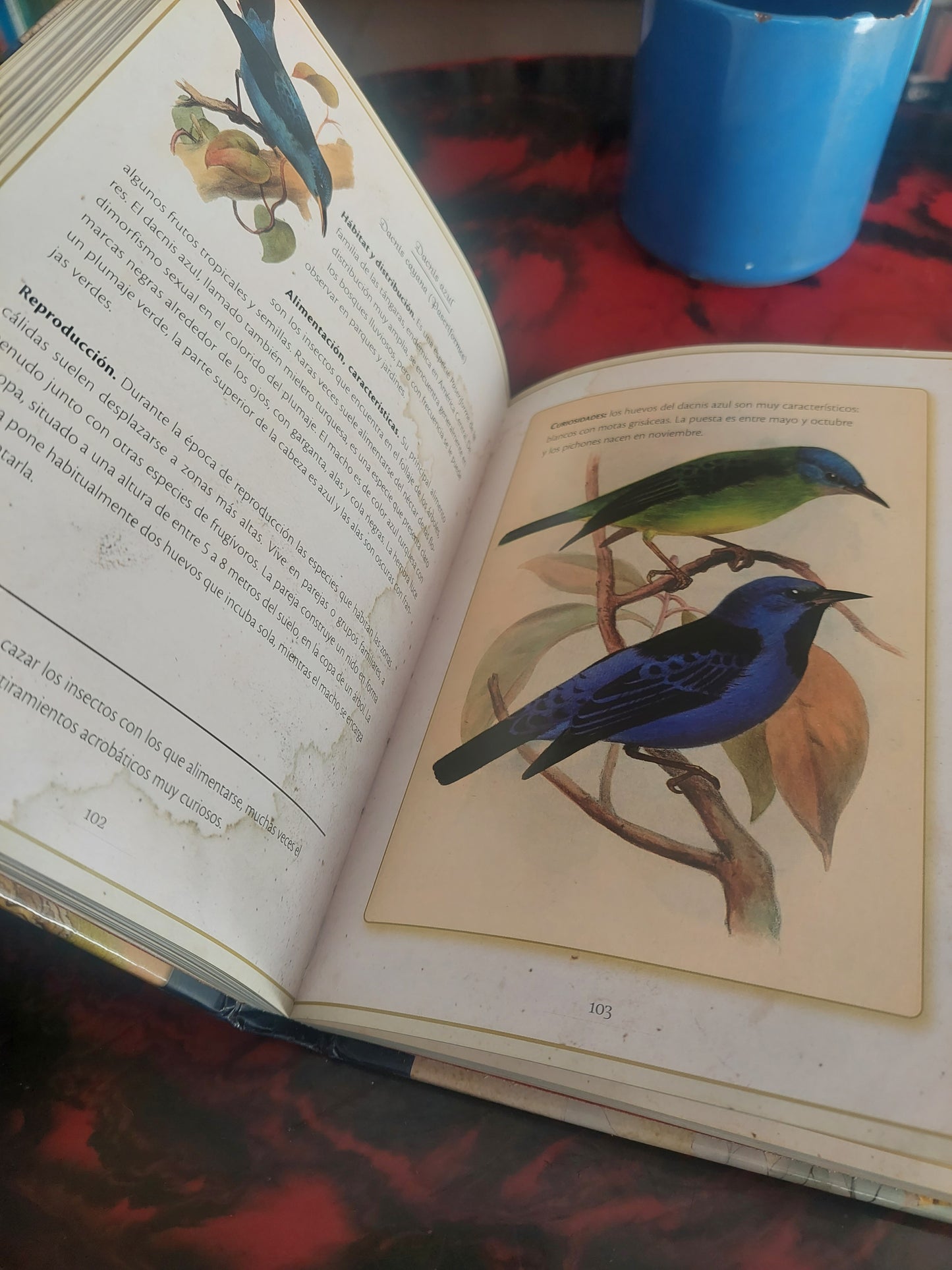 Pájaros singulares - Clara Svetoslava