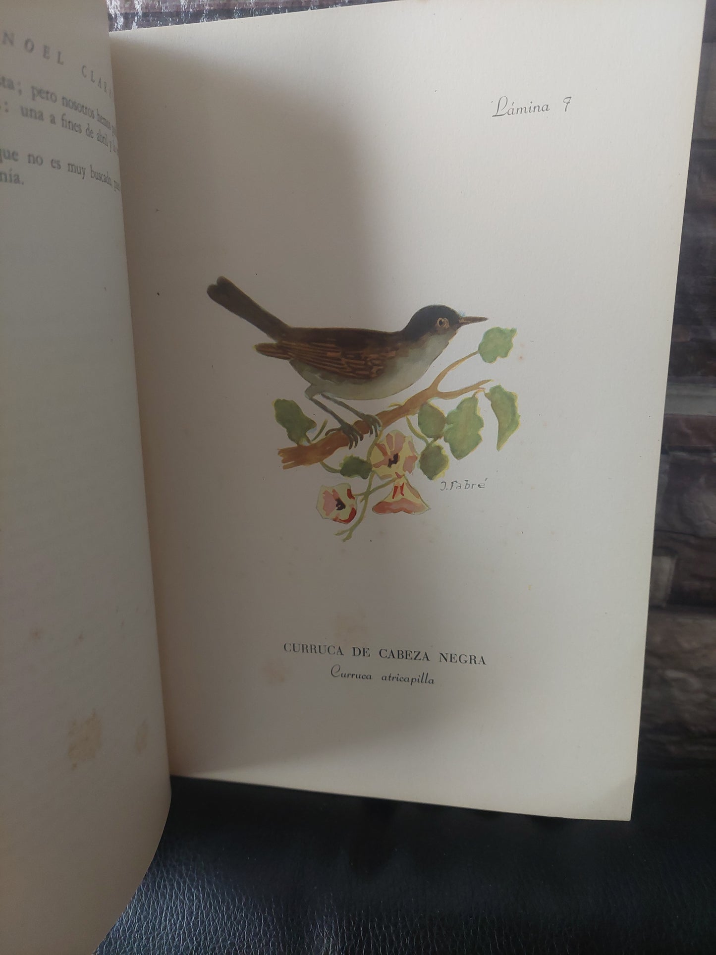 Los pájaros de nuestros jardines - Jorge Fabré y Noel Clarasó. Primera edición, 1953.