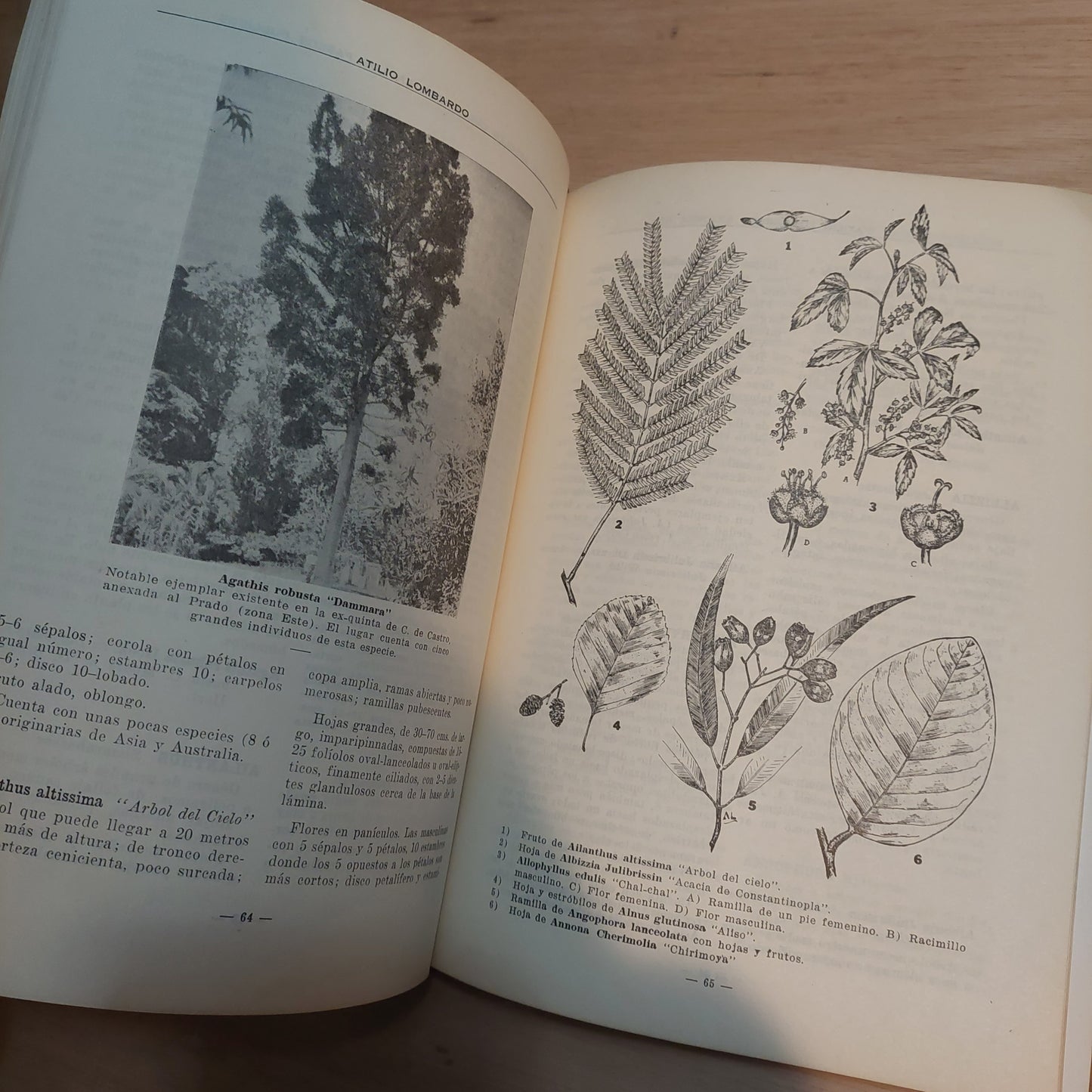 Los árboles cultivados en los paseos públicos - Atilio Lombardo. 1958