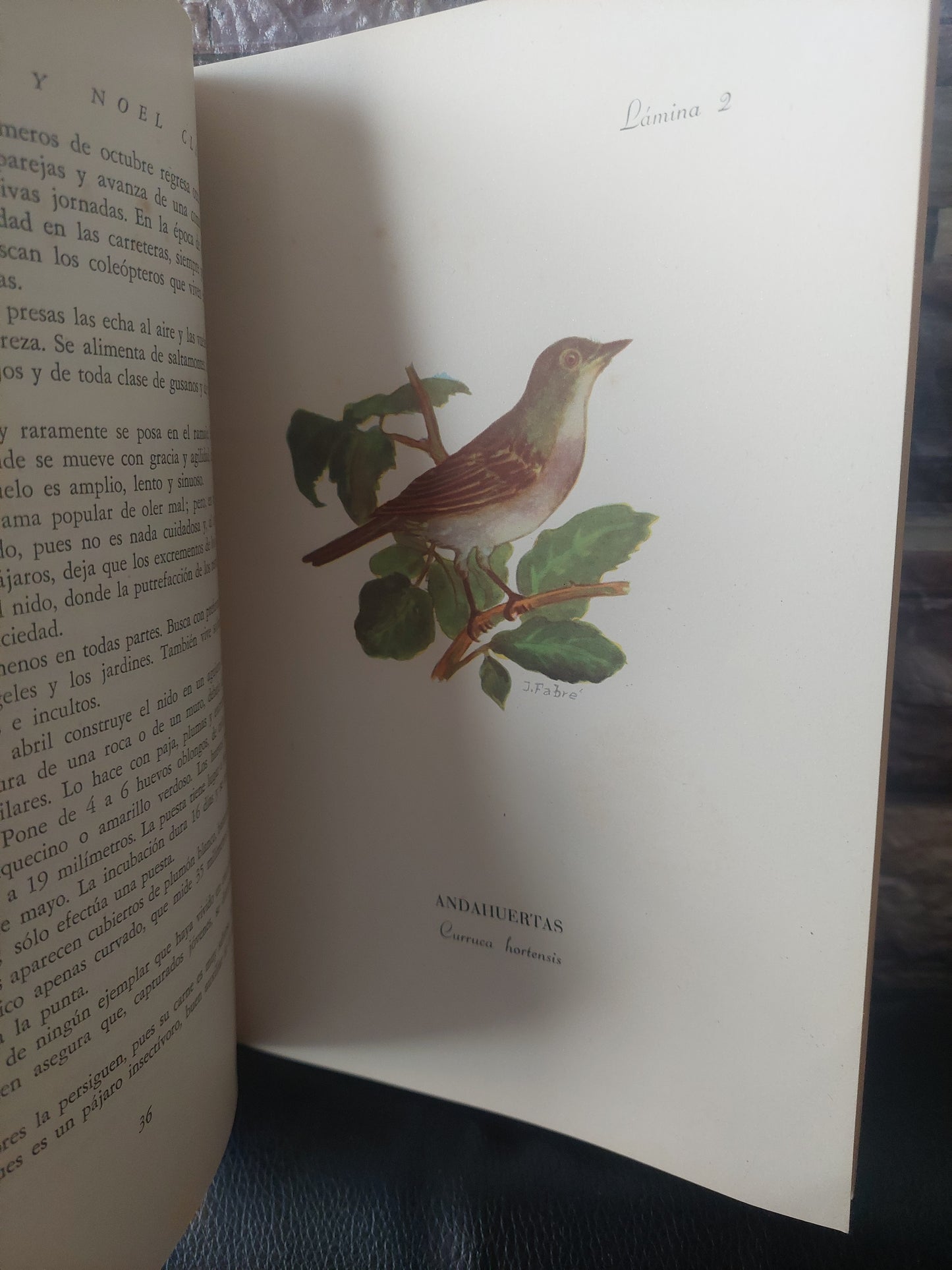 Los pájaros de nuestros jardines - Jorge Fabré y Noel Clarasó. Primera edición, 1953.