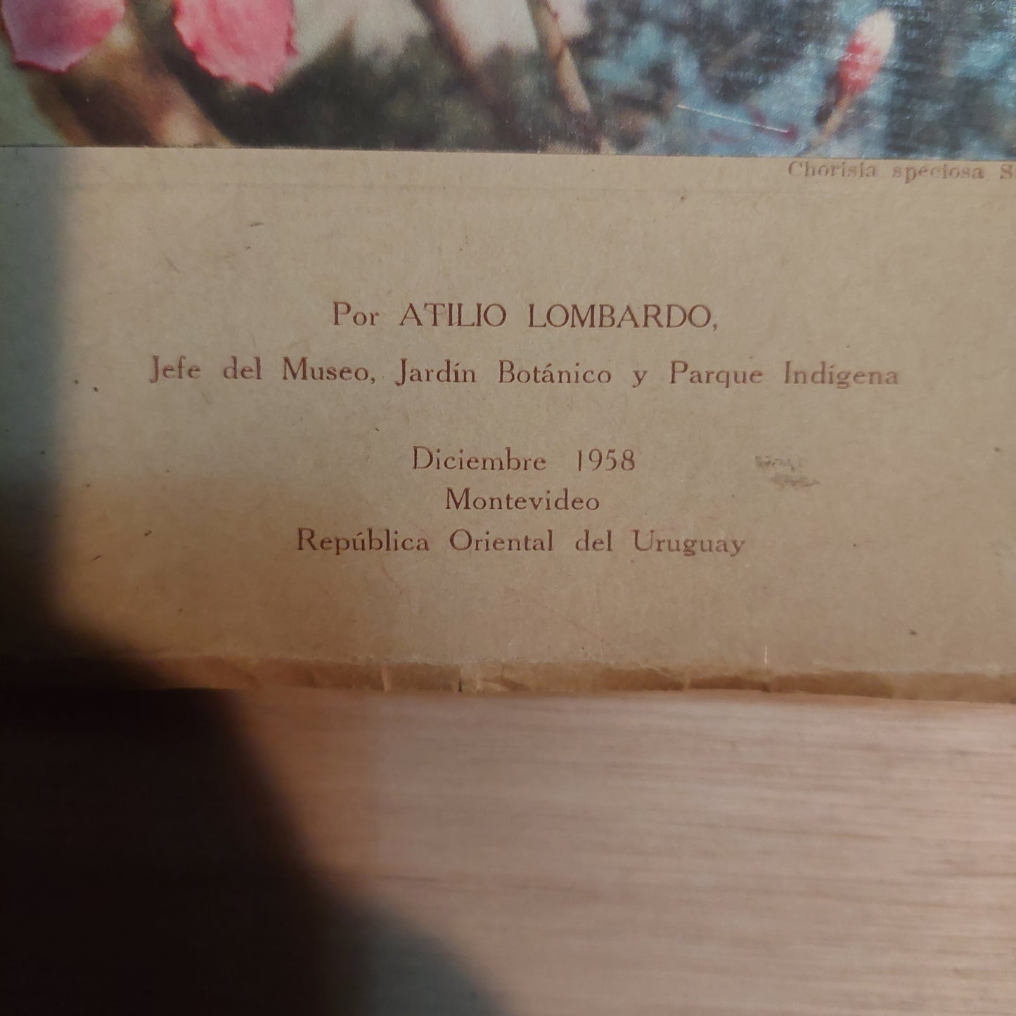 Los árboles cultivados en los paseos públicos - Atilio Lombardo. 1958